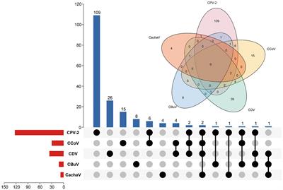 Molecular epidemiological investigation and recombination analysis of Cachavirus prevalent in China